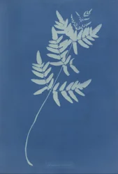 Osmunda Rigalis（オーストラリア）